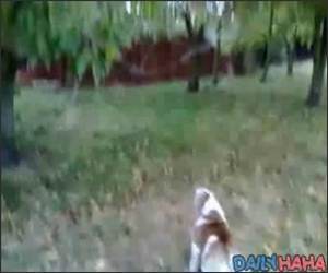 Dog Versus Tree branch