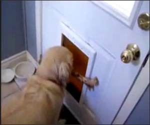 Doggy Door Stick  Funny Video