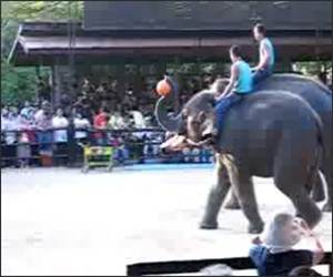 Elephant Basketball