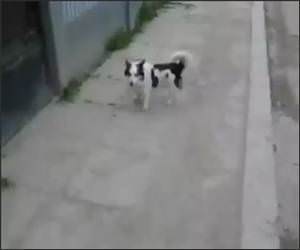 Fence Climbing Dog Funny Video