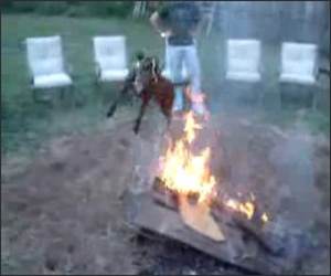 Fire Jumping Dog Funny Video