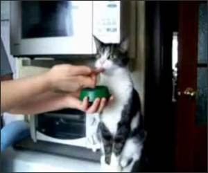 Funny eating cat Video