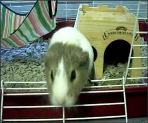 Guinea Pig Eating Funny Video