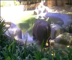 Hippo Sprinkler Funny Video