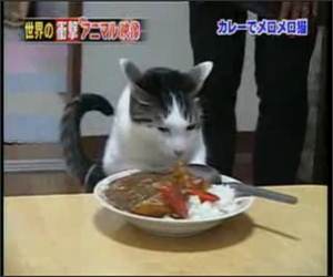 Cat Loves his Food Funny Video