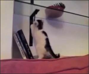 Kittens Obstacles Funny Video