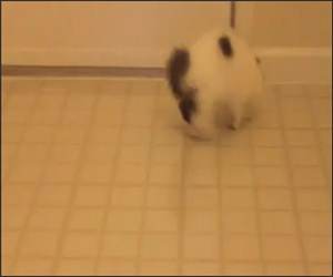 Kitten Vs Reflection Funny Video