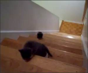 Kitten Vs Stairs Funny Video