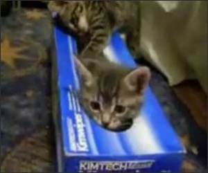 Kitten in a box