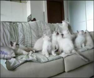 11 Kittens Funny Video