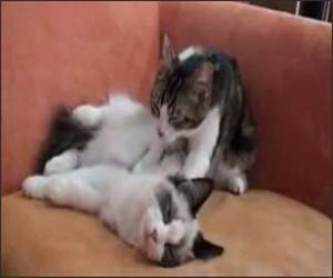 Kitty Massage Funny Video