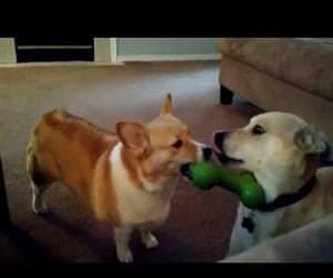 lab mix outsmarts corgi for his toy Funny Video