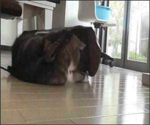 Maru likes paper bags Funny Video