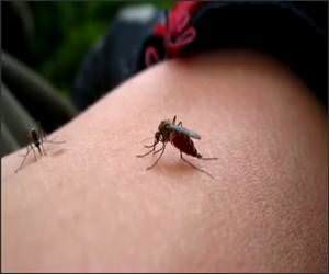  Funny Mosquito Sucking Video