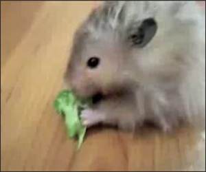 NOM NOM NOM NOM NOM Funny Video