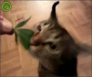 Nom NOm Nom Cat  Funny Video