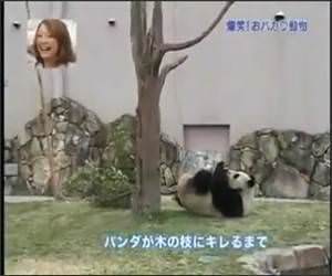 Panda Vs Tree Funny Video