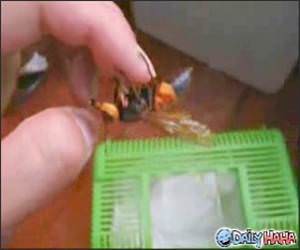 Pet Wasp