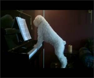 Piano Playing Dog Funny Video