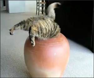 Pot of Cat Funny Video