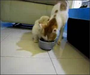 Puppy Eating Cats Ear