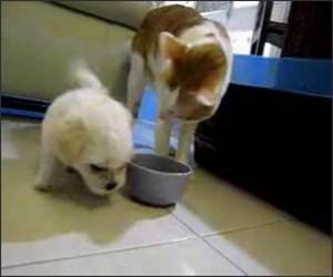 Puppy Vs Hungry Cat