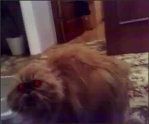 Satans Pet Kitty Funny Video