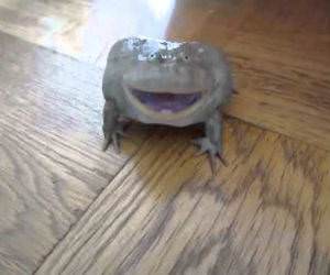 screaming frog Funny Video