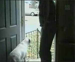 Screen Door Dog Funny Video