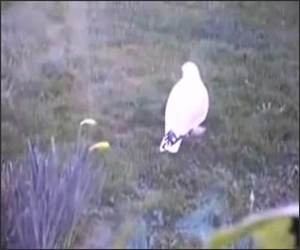 Seagull Dancing Maniac Funny Video