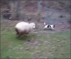 Sheep and Dog Playing Video