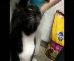 Stevie Wonders Cat Funny Video