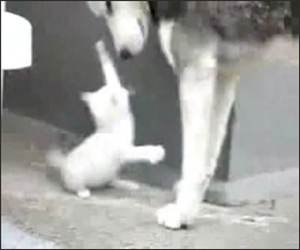 Super Cute Kitten Vs Dog