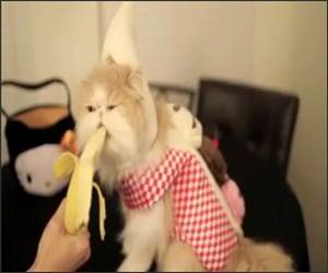 The Banana Cat  Funny Video