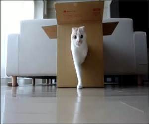  Funny The Cat Box Video