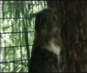 The epic owl Funny Video