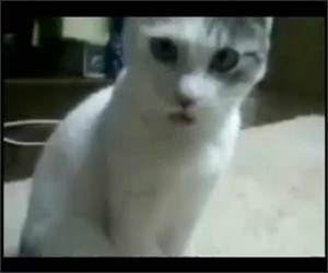 The OMG cat remix Funny Video