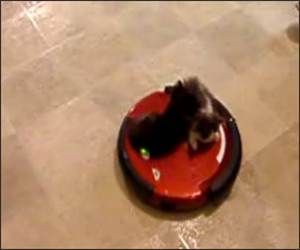 The Roomba Kittens Funny Video