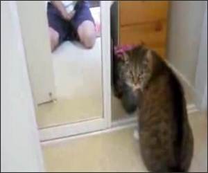 This Cat Hates Mirrors Funny Video