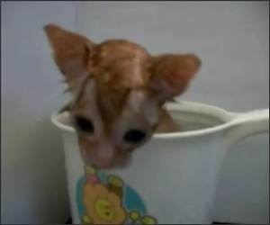 Tiny Cup of Kitten Funny Video