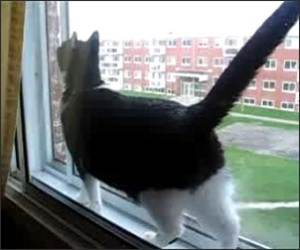 Trapped Cat Funny Video