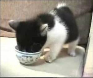 Very Hungry Kitten