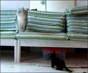 Whos the Boss Cat Video